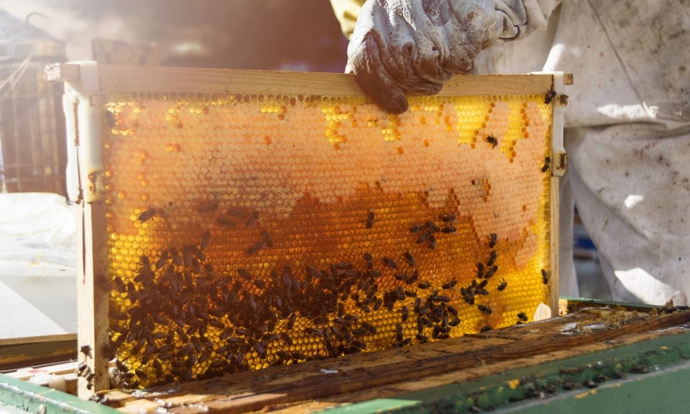 Efe_Madrid - Freepik