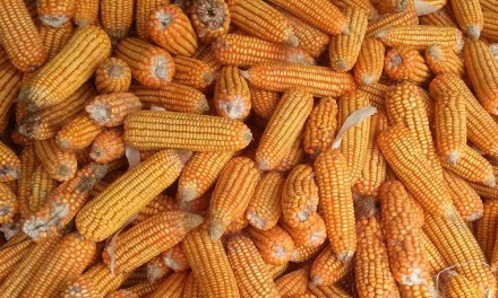 Jayson Roy on Unsplash