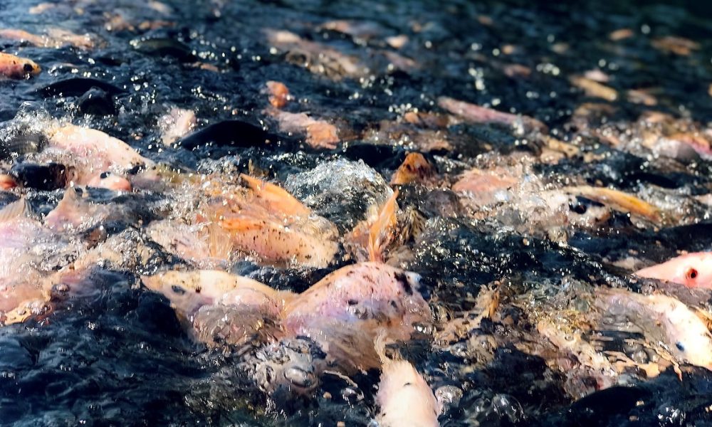 Creab Mcselvin_Unsplash