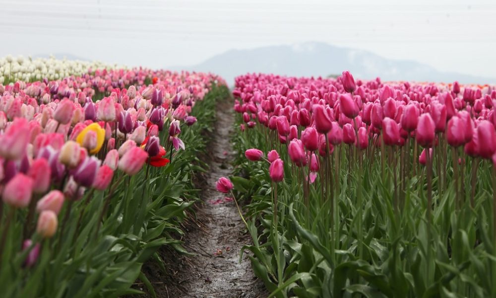 Polychrome Creative-Unsplash